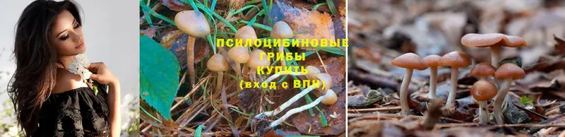 Псилоцибиновые грибы Magic Shrooms  shop телеграм  Борзя  наркотики 